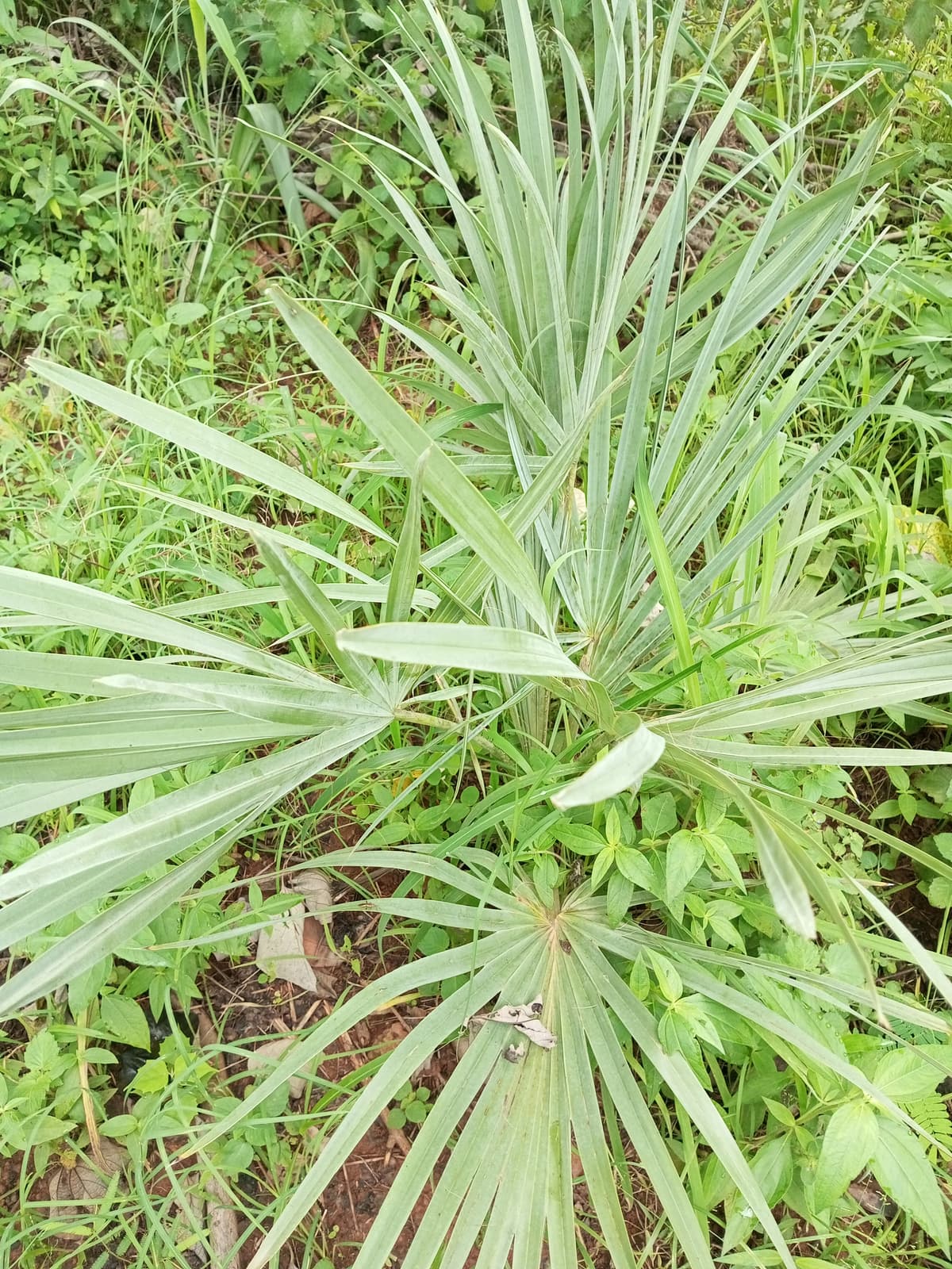 Botanical specimen of Hemithrinax Compacta.