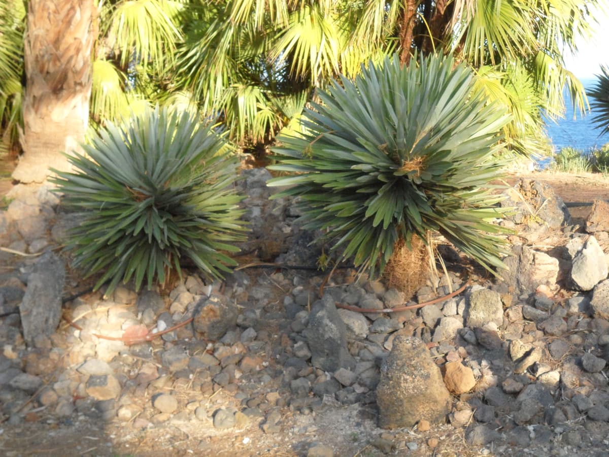 Botanical specimen of Hemithrinax Ekmaniana.