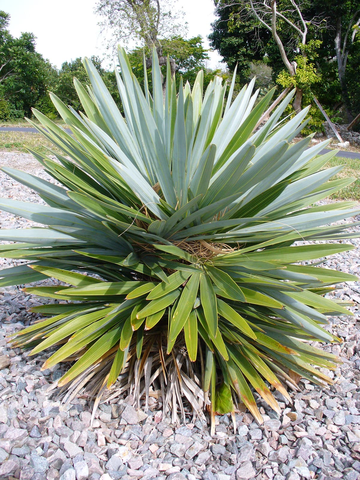 Botanical specimen of Hemithrinax Ekmaniana.
