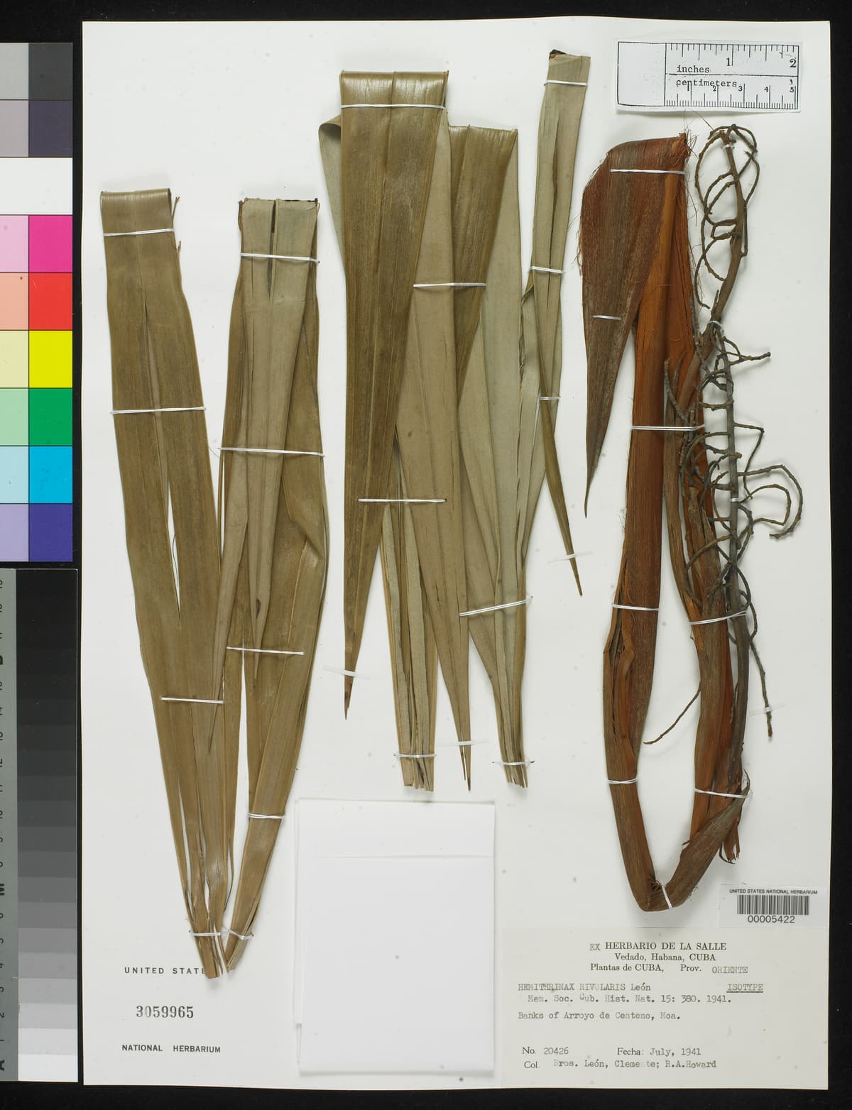 Botanical specimen of Hemithrinax Rivularis.