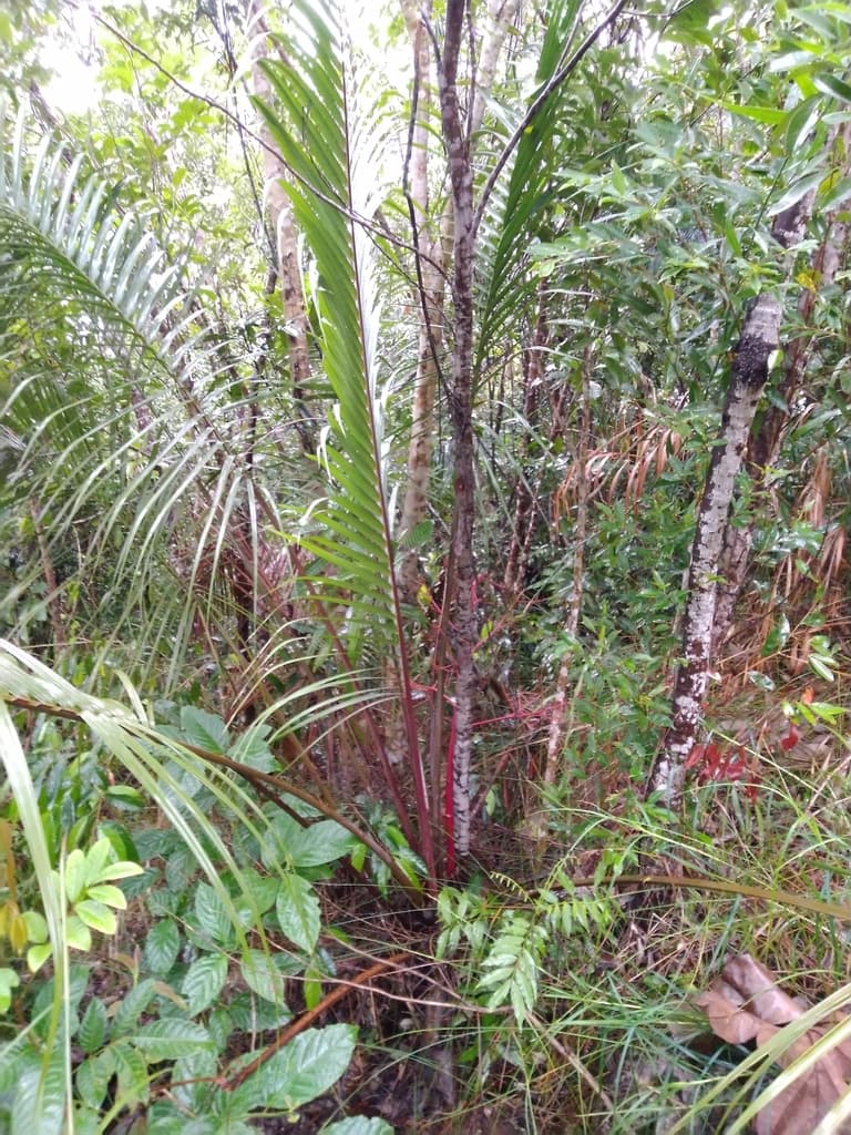 Botanical specimen of Heterospathe Cagayanensis.