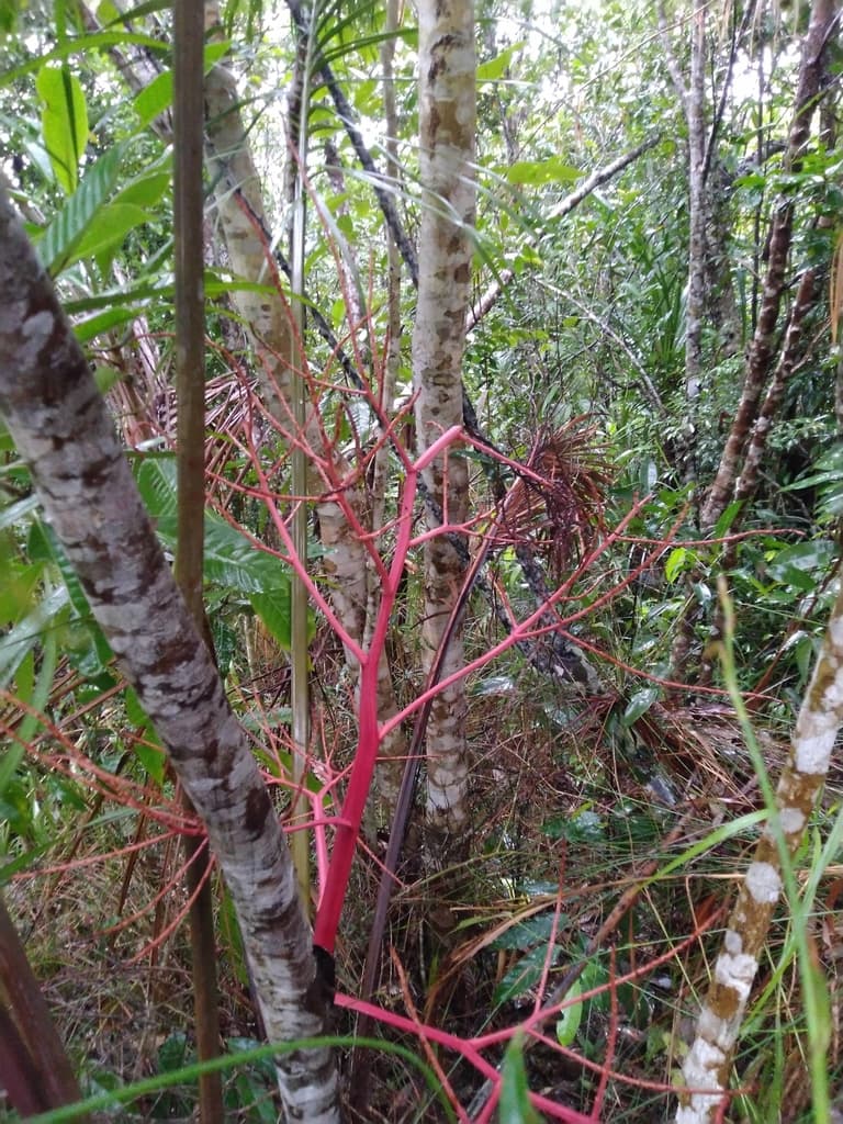 Botanical specimen of Heterospathe Cagayanensis.