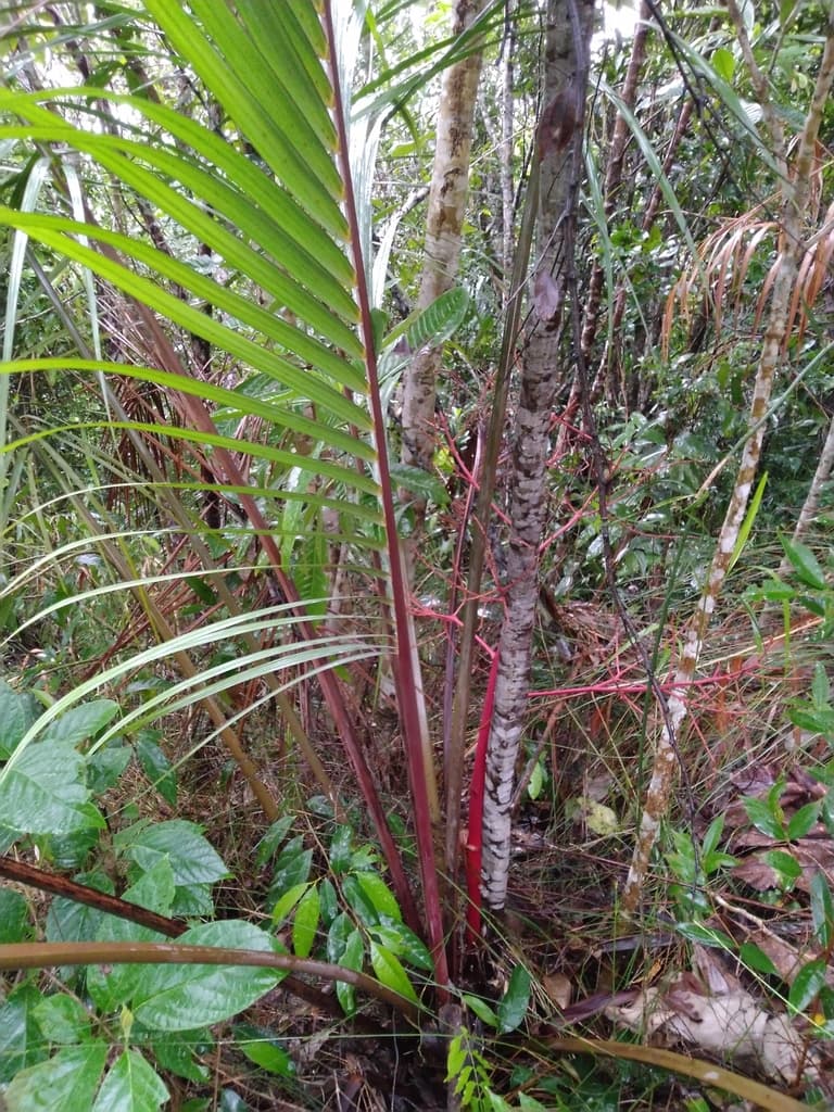 Botanical specimen of Heterospathe Cagayanensis.