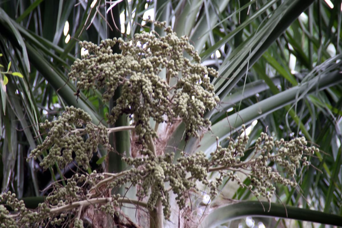Botanical specimen of Heterospathe Elata.