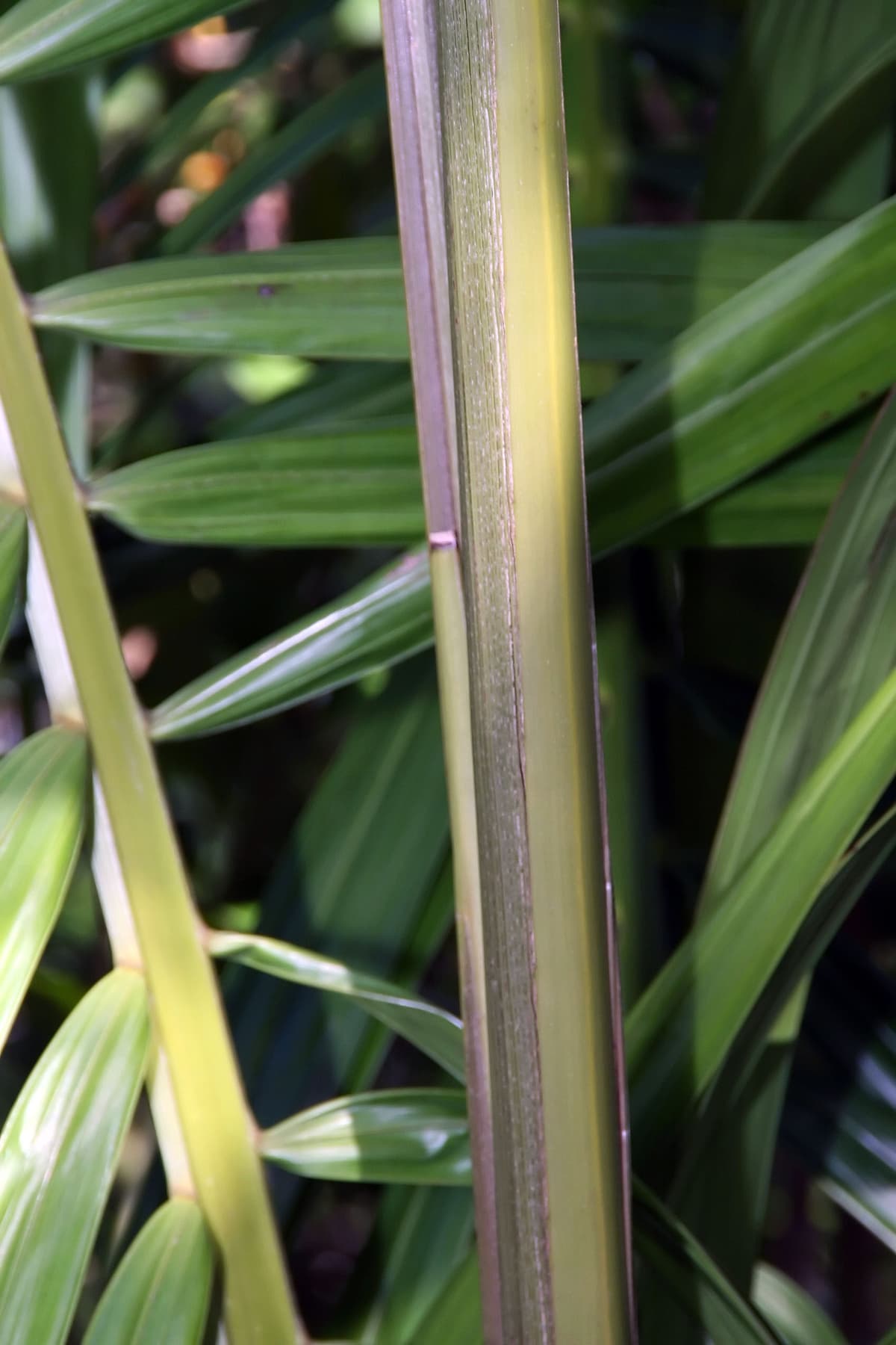 Botanical specimen of Heterospathe Elata.