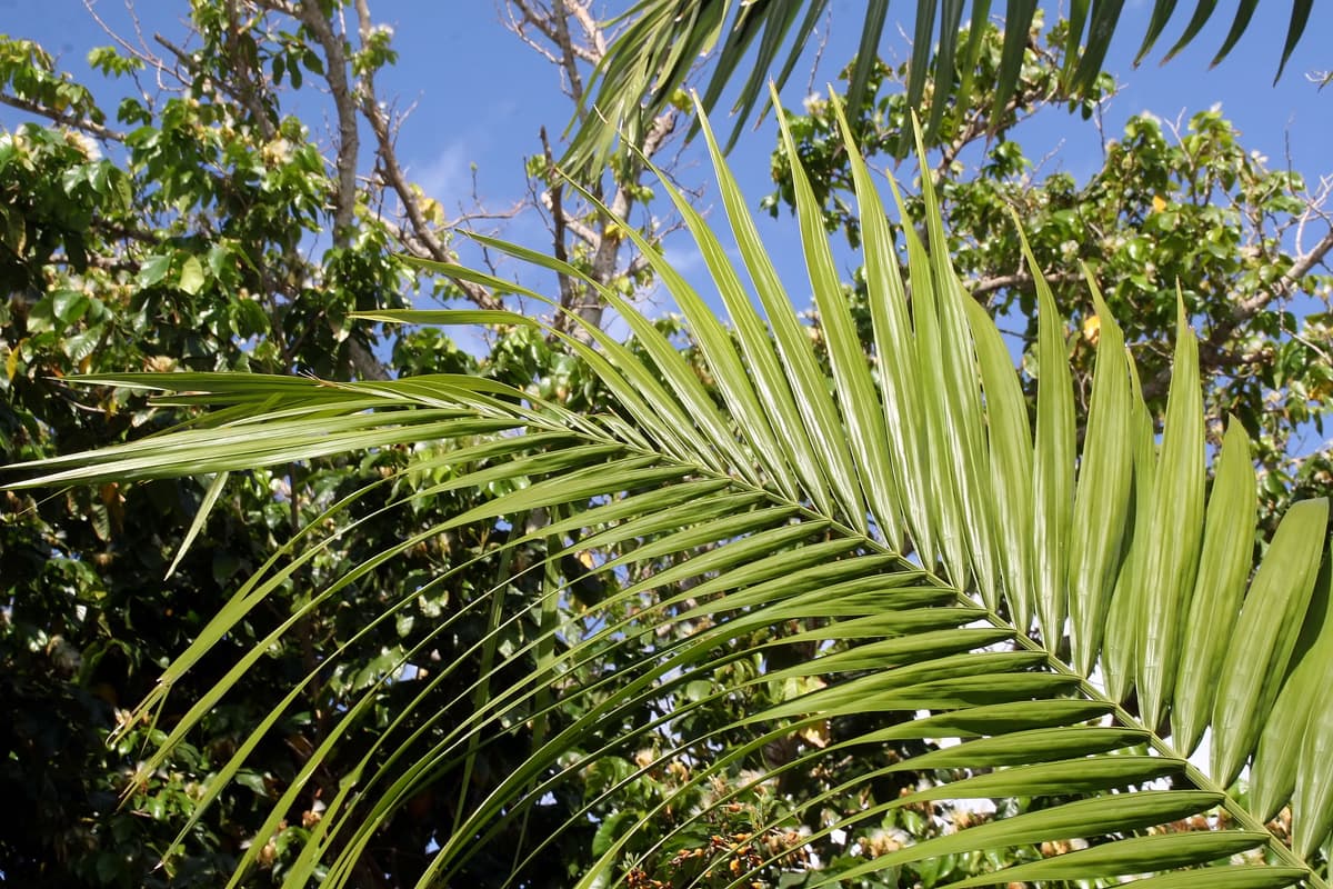 Botanical specimen of Heterospathe Elata.