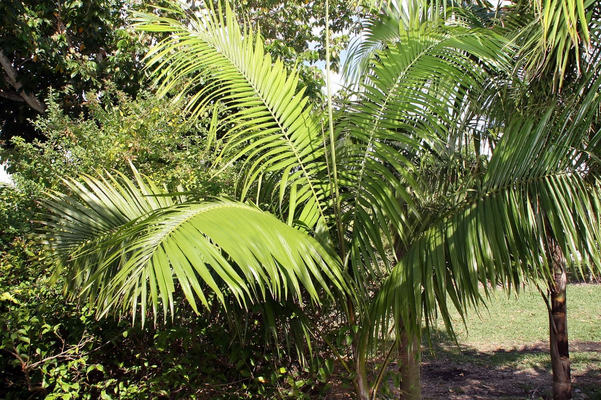 Botanical specimen of Heterospathe Elata.