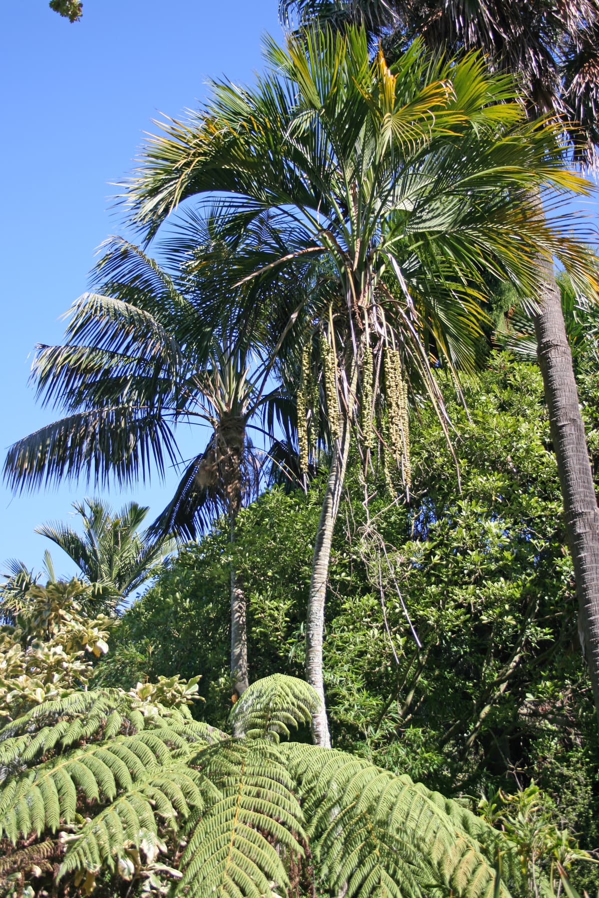 Botanical specimen of Howea.