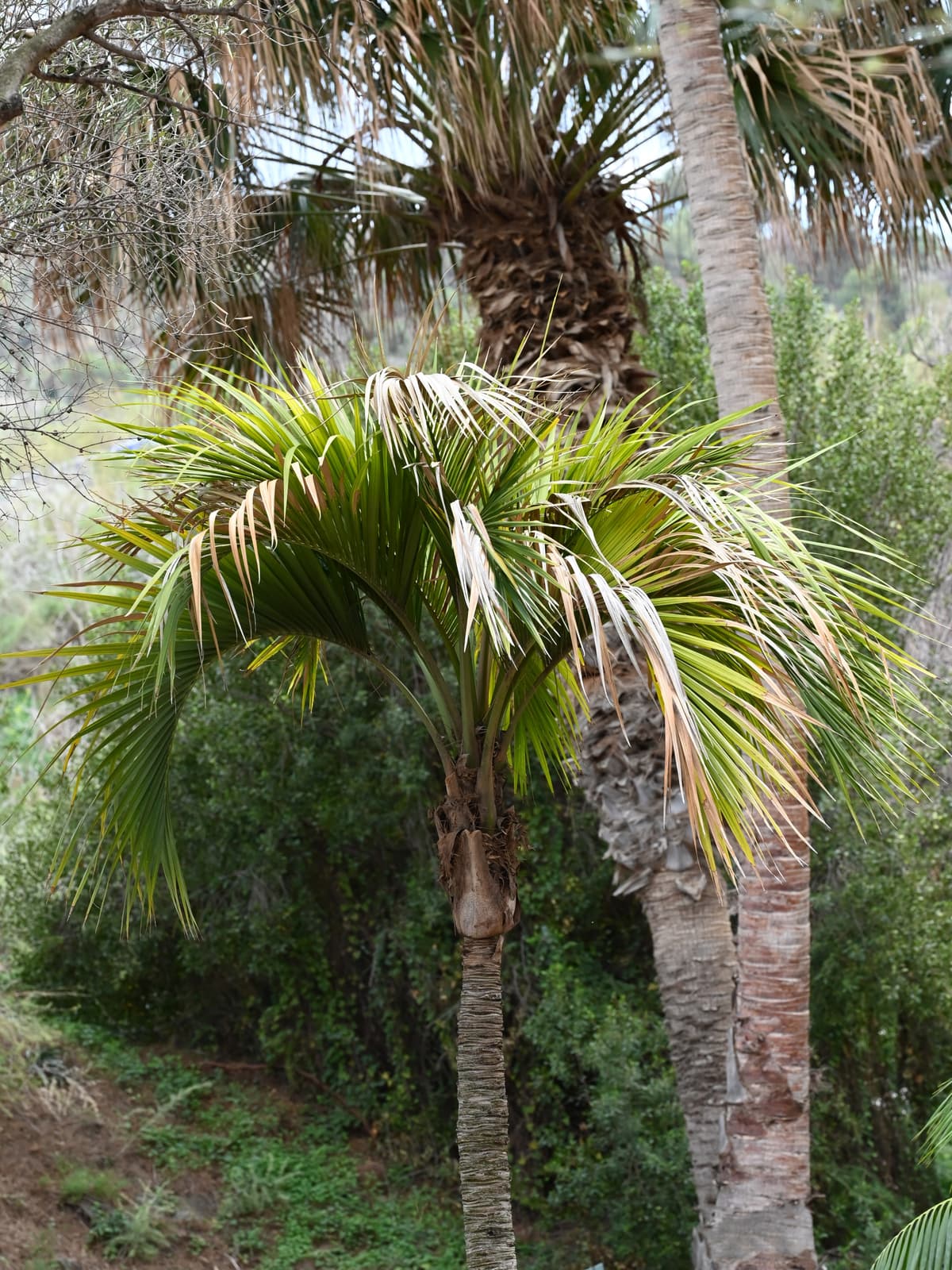 Botanical specimen of Howea.