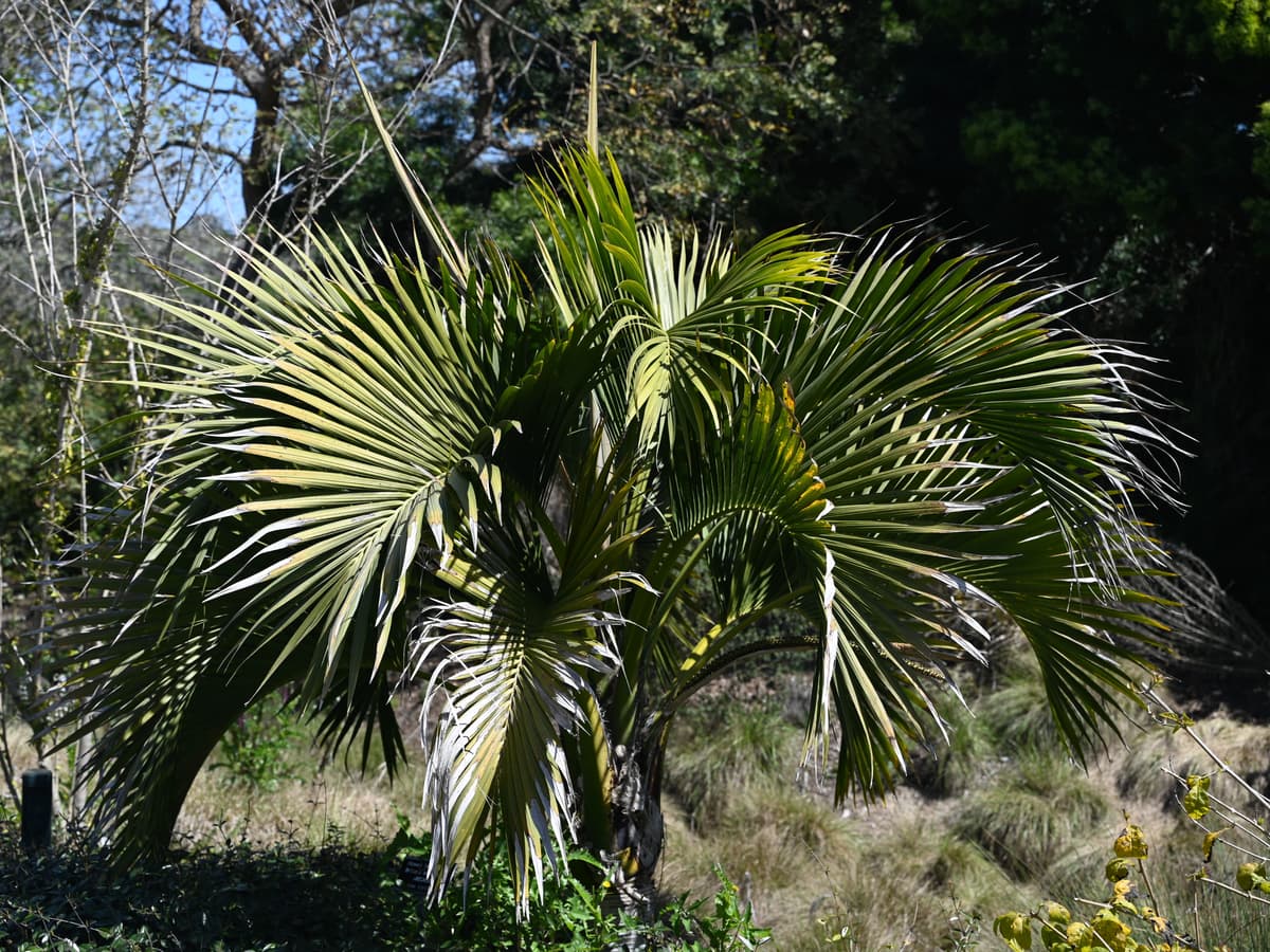 Botanical specimen of Howea.