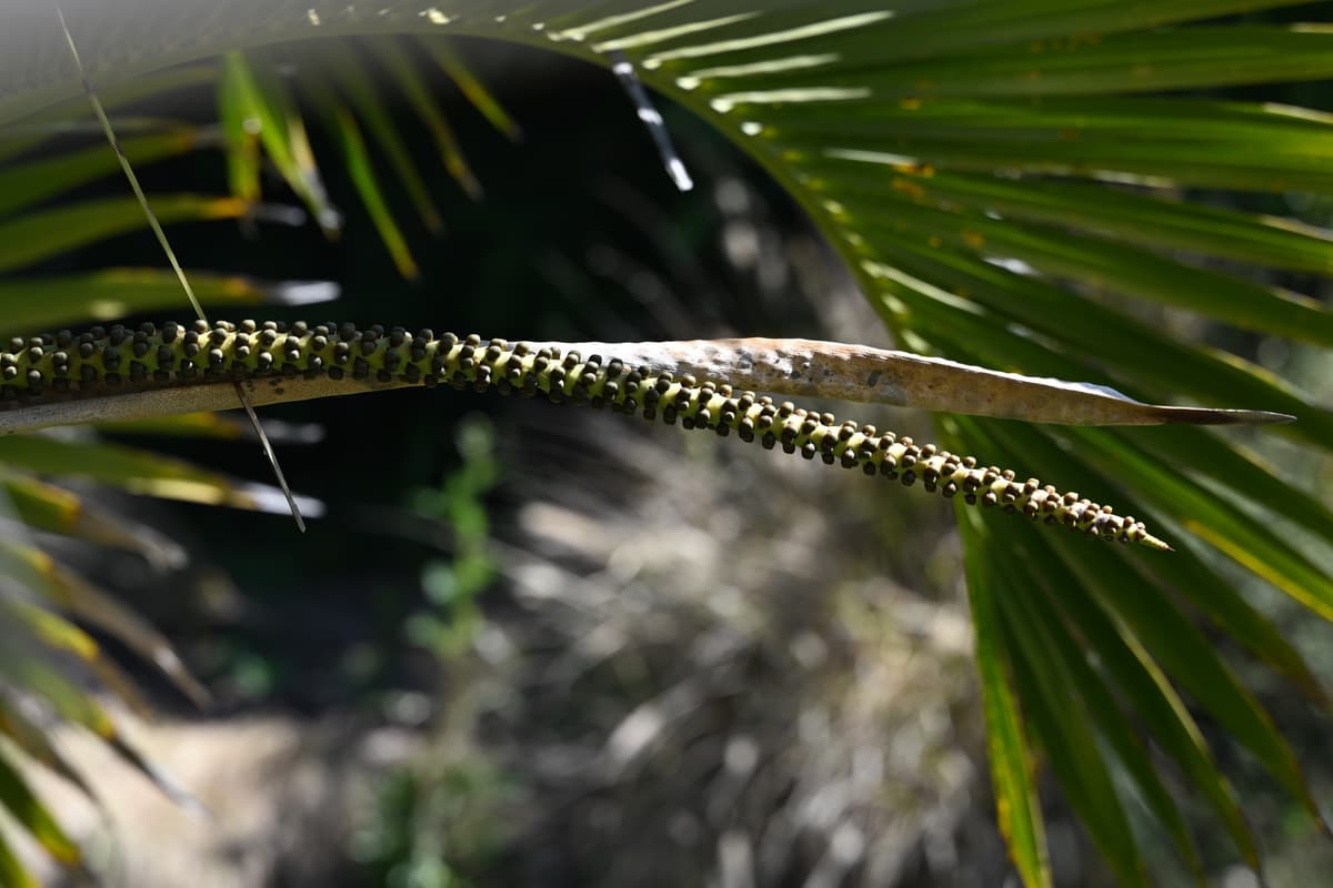 Botanical specimen of Howea.