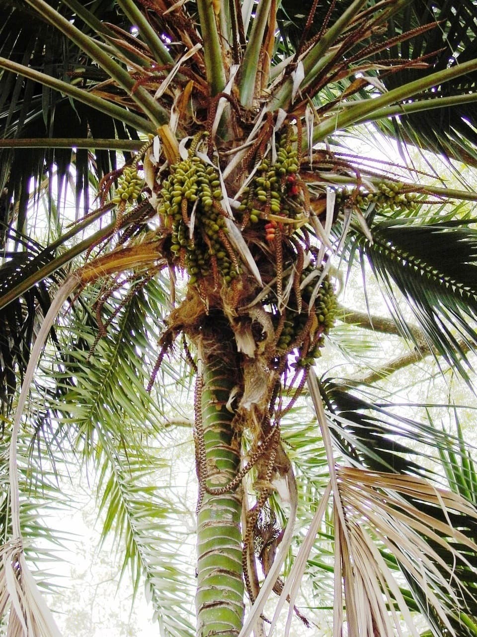 Botanical specimen of Howea.