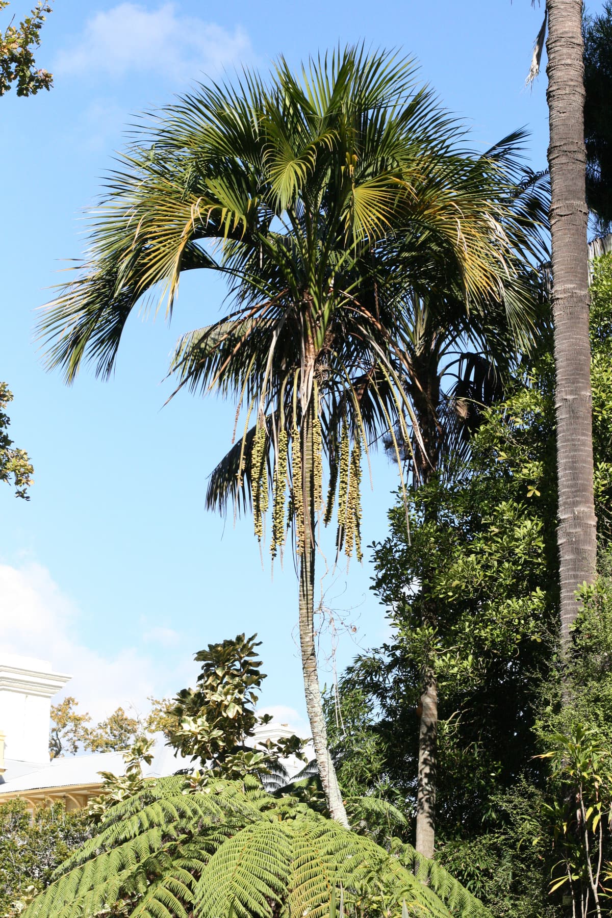 Botanical specimen of Howea Belmoreana.