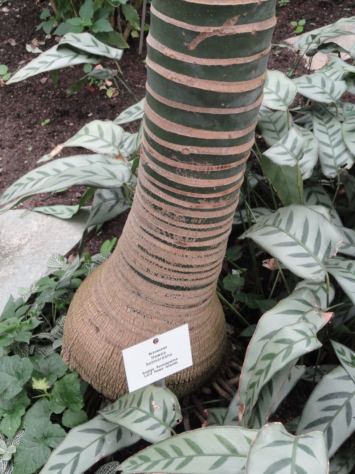 Botanical specimen of Howea Belmoreana.