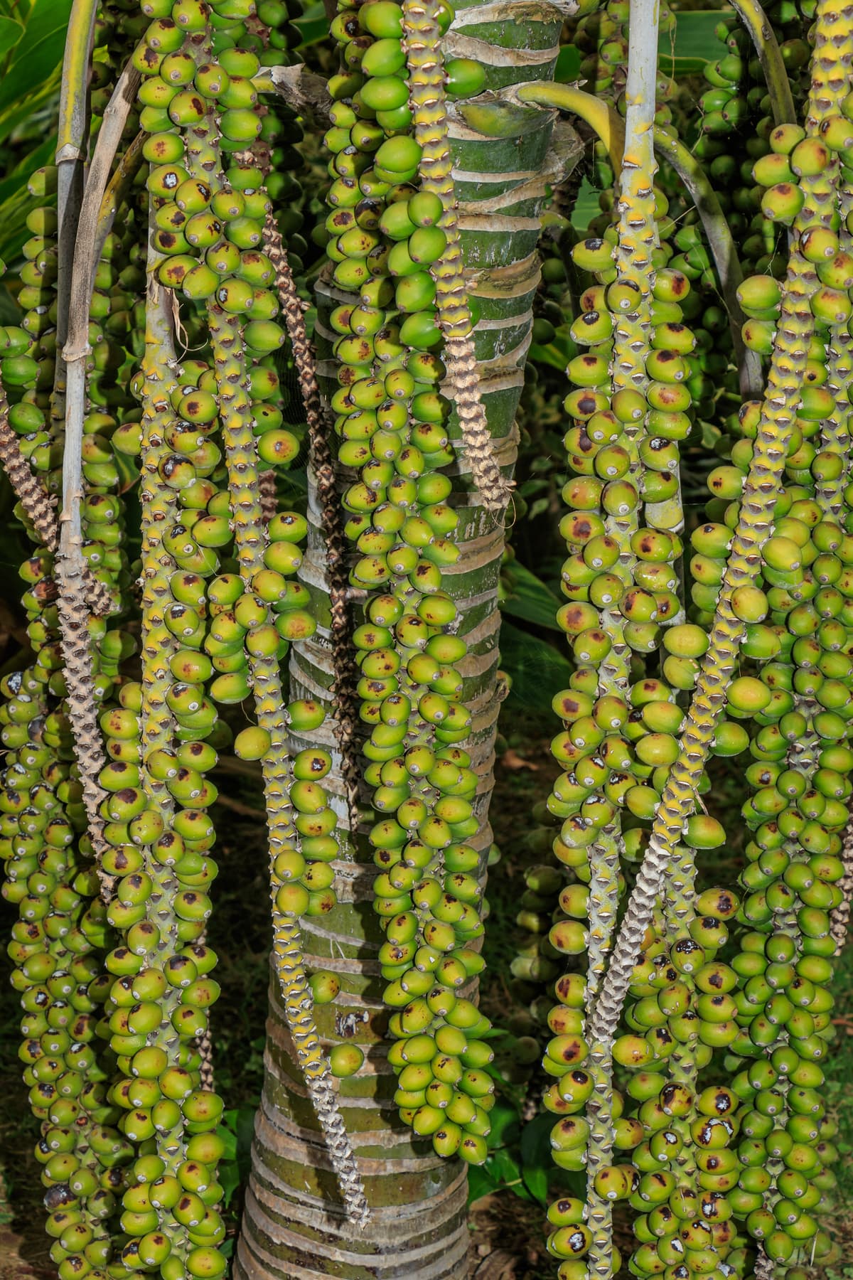 Botanical specimen of Howea Belmoreana.