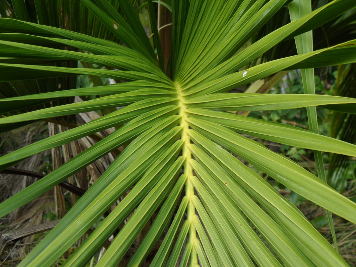 Botanical specimen of Howea Belmoreana.