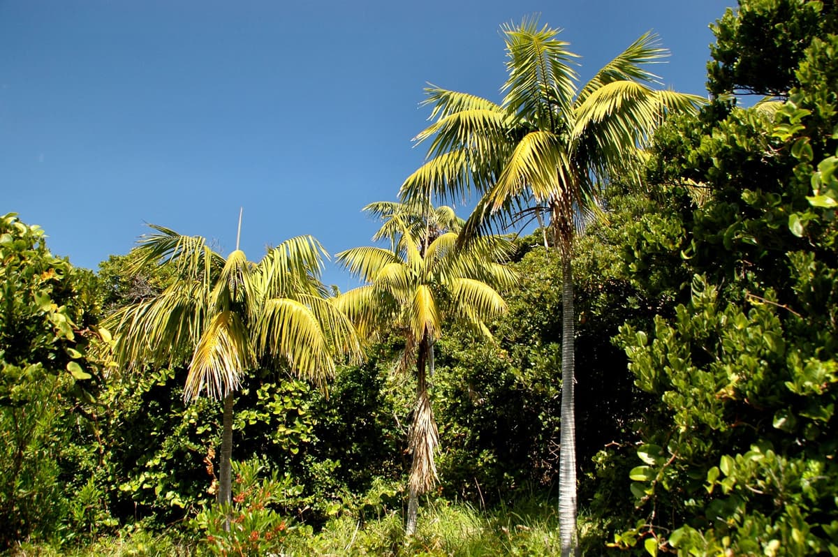 Botanical specimen of Howea Forsteriana.