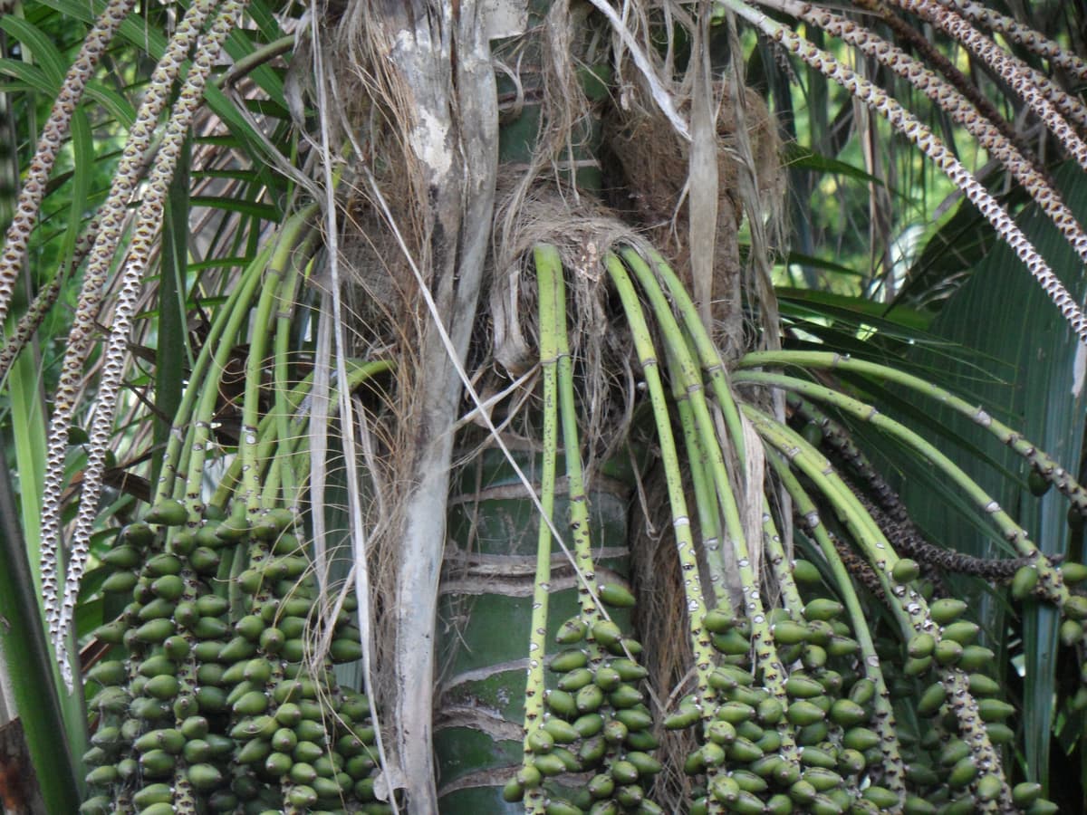 Botanical specimen of Howea Forsteriana.