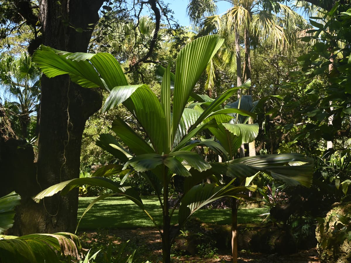 Botanical specimen of Hydriastele Beguinii.