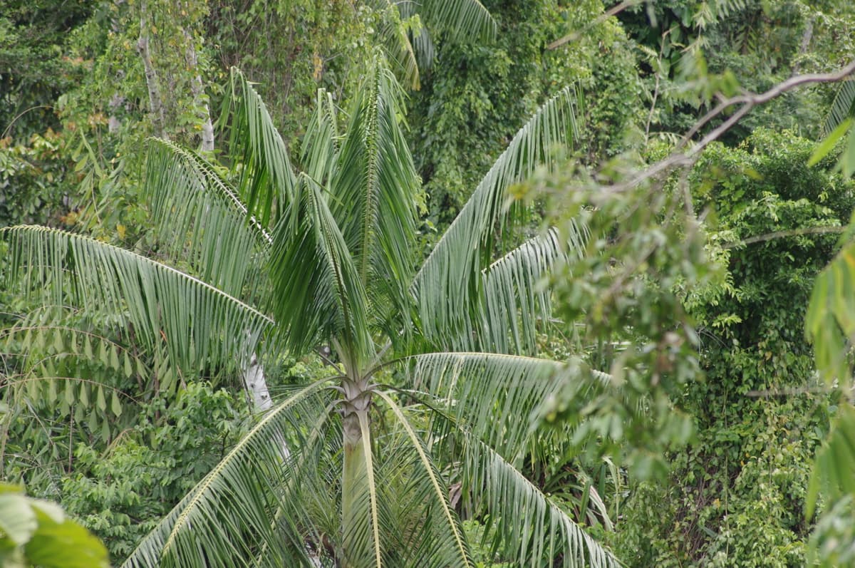 Botanical specimen of Hydriastele Costata.