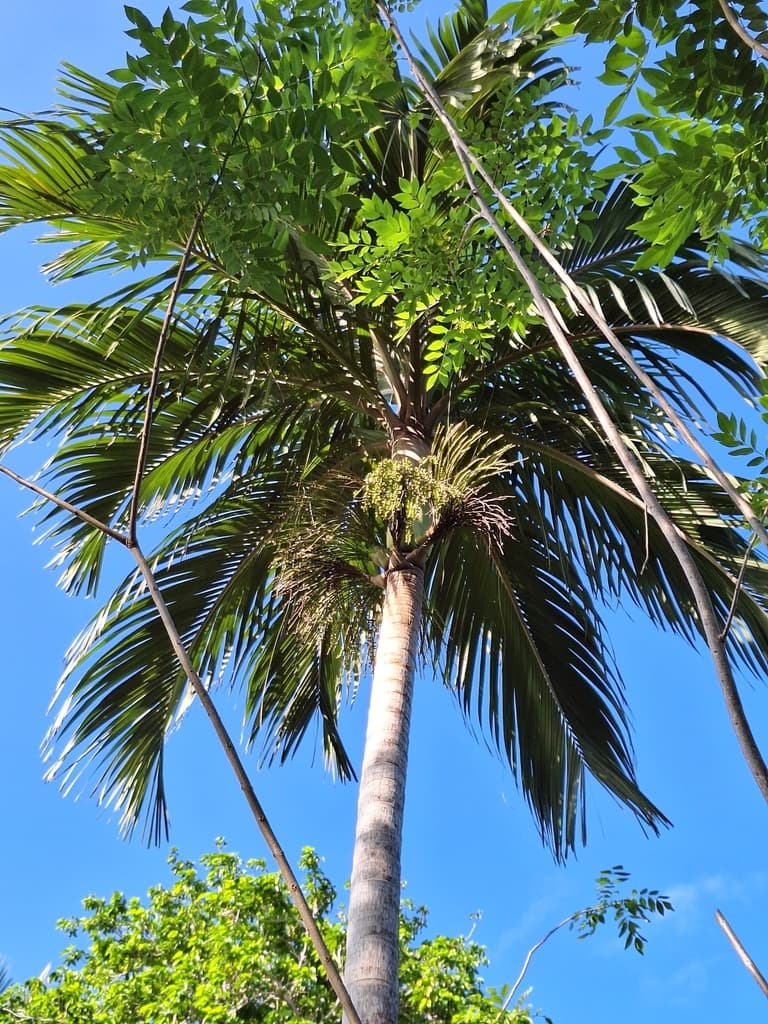 Botanical specimen of Hydriastele Cylindrocarpa.