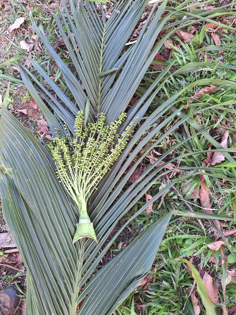 Botanical specimen of Hydriastele Cylindrocarpa.