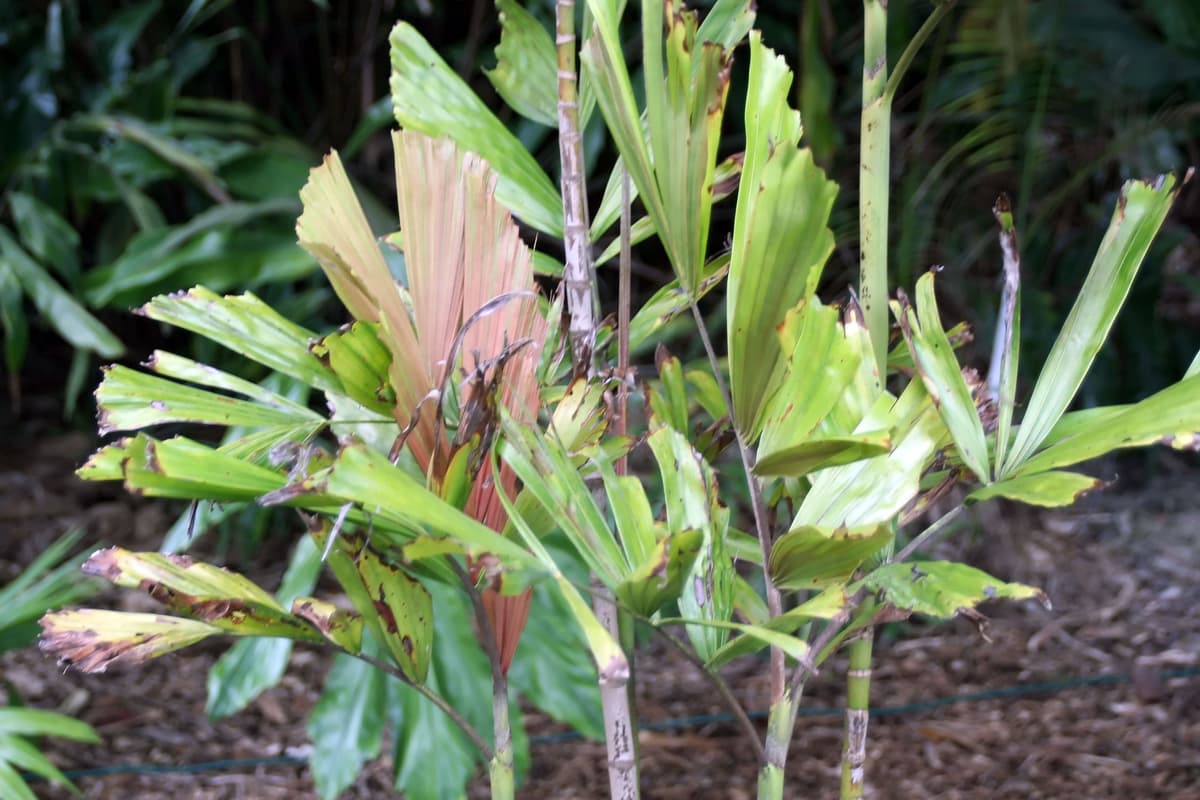 Botanical specimen of Hydriastele Flabellata.