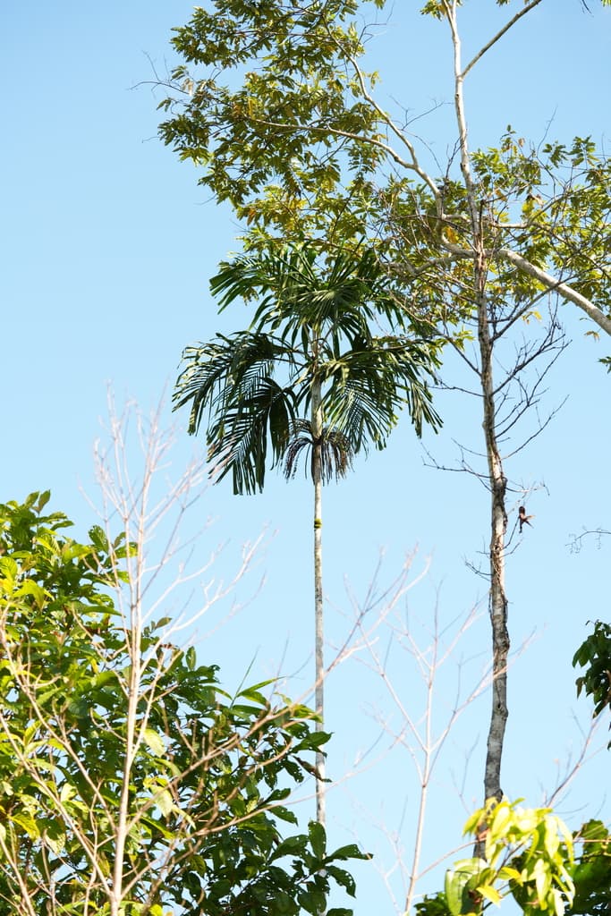 Botanical specimen of Hydriastele Lurida.