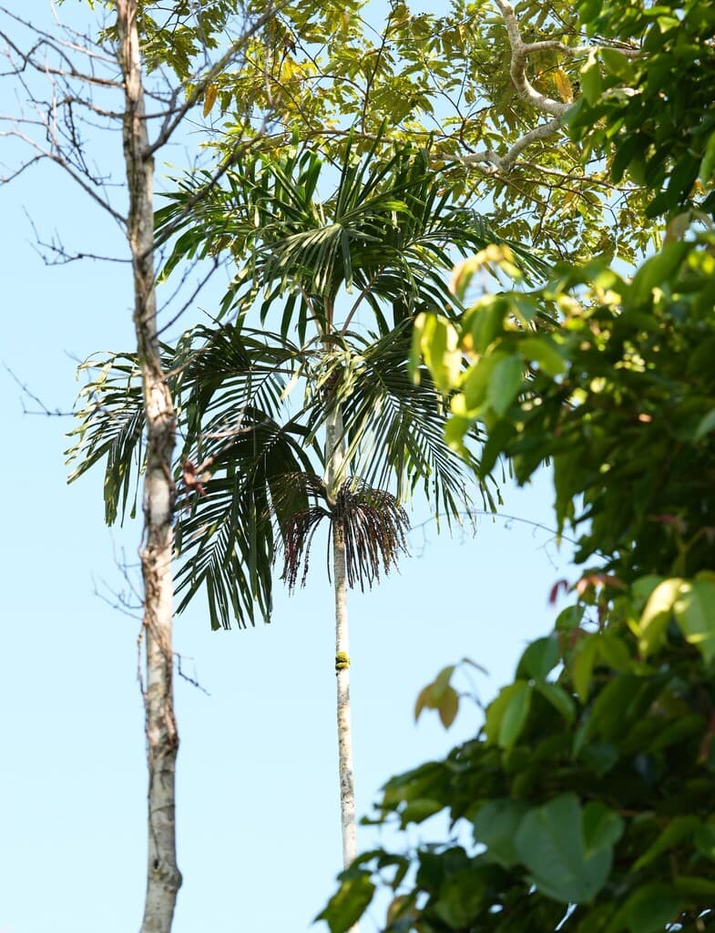 Botanical specimen of Hydriastele Lurida.