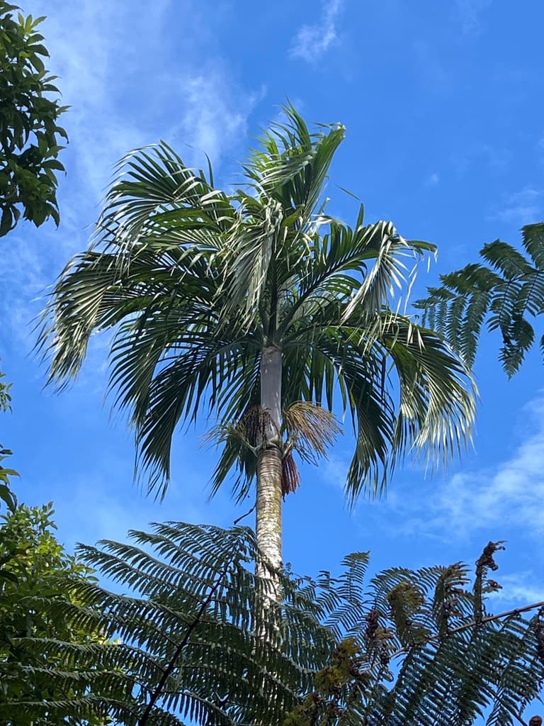 Botanical specimen of Hydriastele Macrospadix.