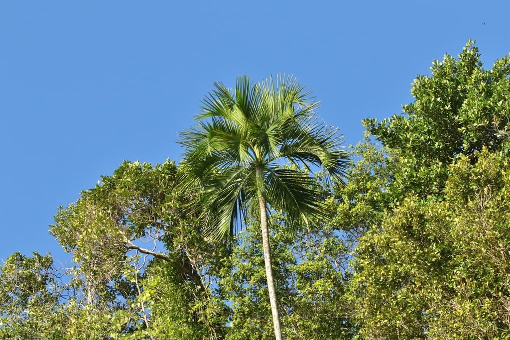 Botanical specimen of Hydriastele Palauensis.