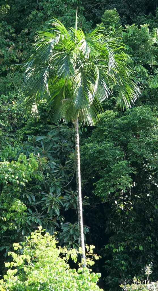 Botanical specimen of Hydriastele Palauensis.
