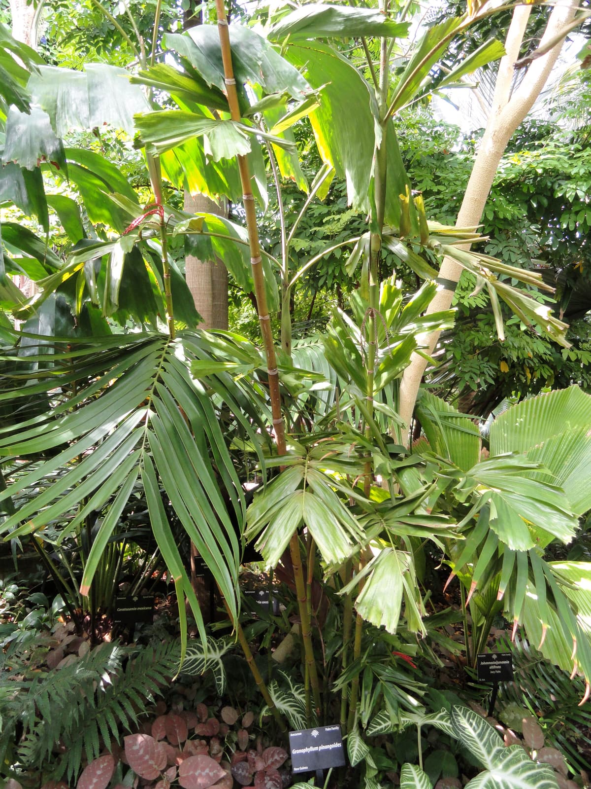 Botanical specimen of Hydriastele Pinangoides.