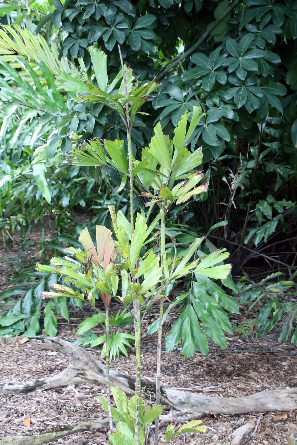 Botanical specimen of Hydriastele Pleurocarpa.