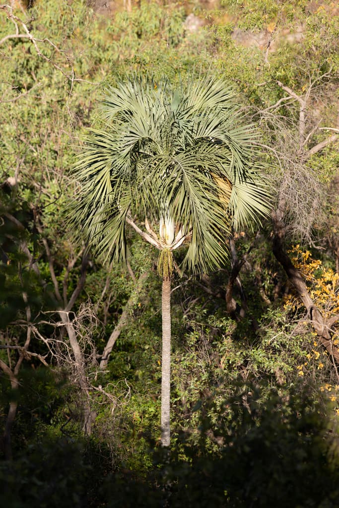 Botanical specimen of Hydriastele Ramsayi.