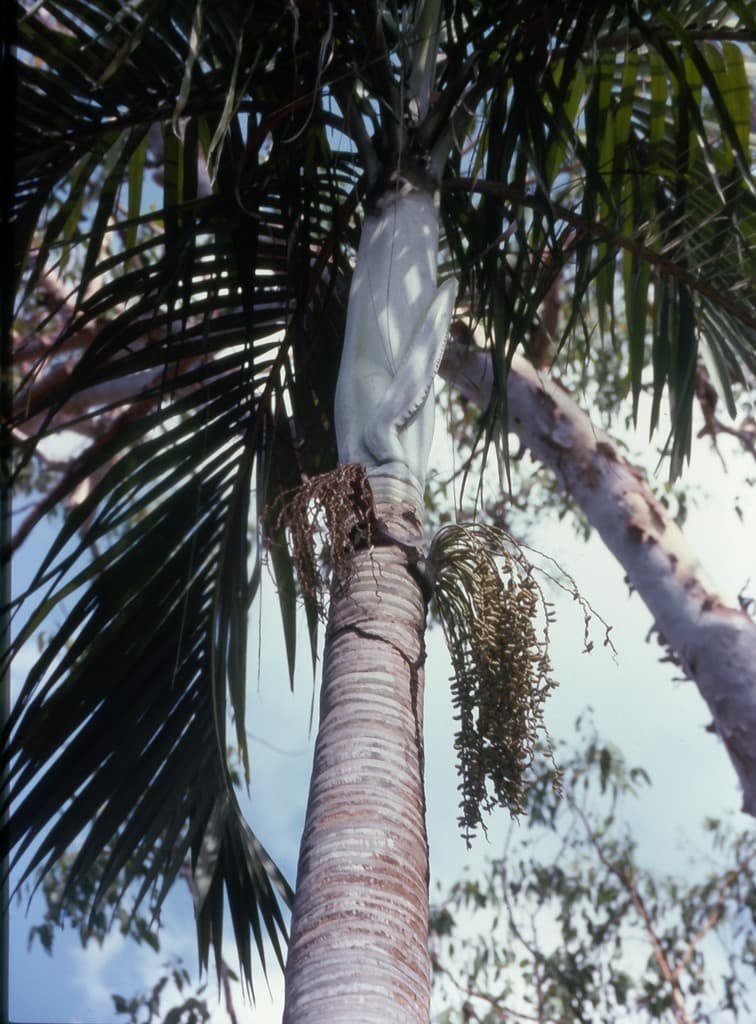 Botanical specimen of Hydriastele Ramsayi.