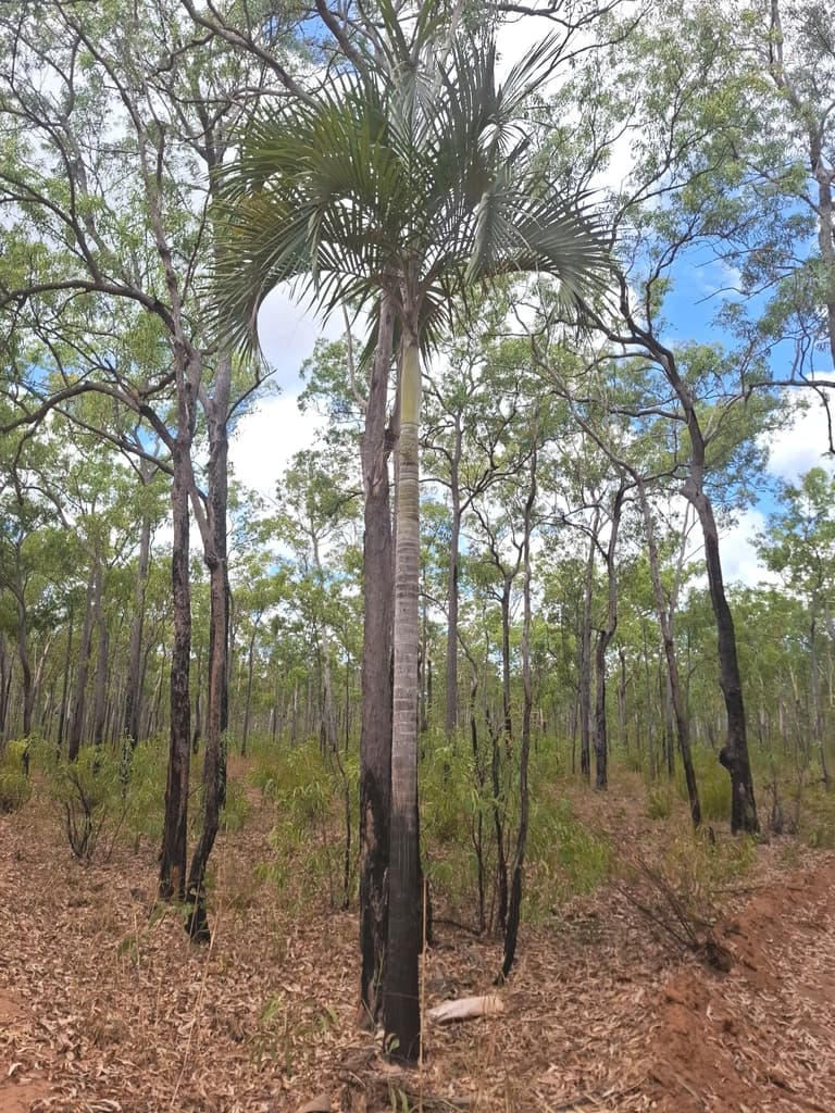Botanical specimen of Hydriastele Ramsayi.