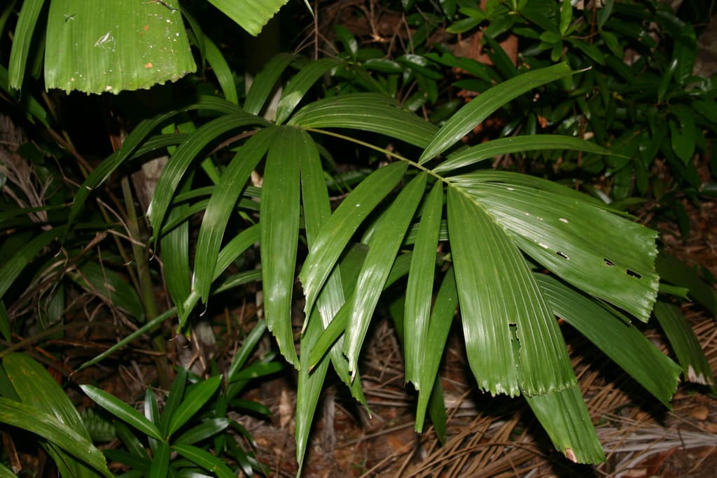 Botanical specimen of Hydriastele Rostrata.