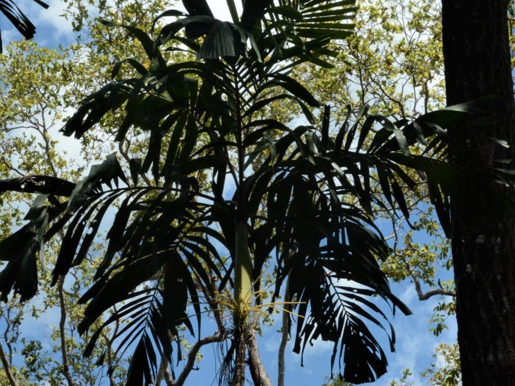 Botanical specimen of Hydriastele Rostrata.