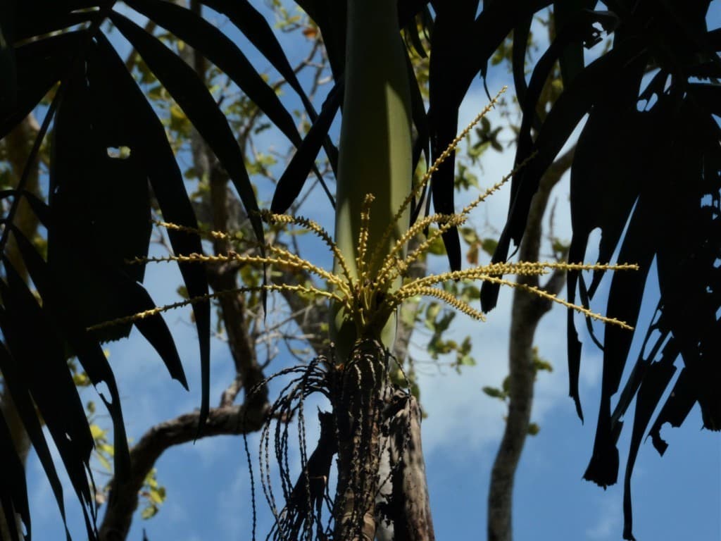 Botanical specimen of Hydriastele Rostrata.