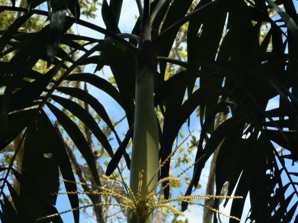 Botanical specimen of Hydriastele Rostrata.