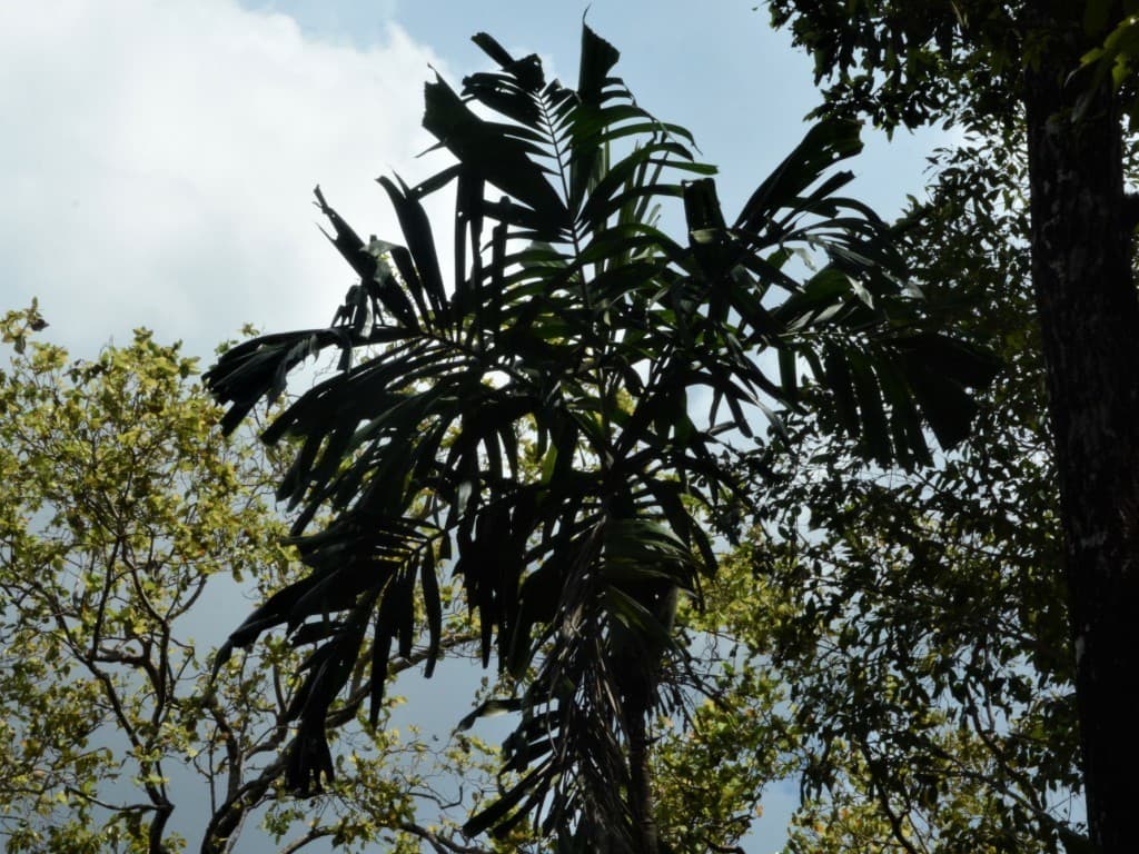 Botanical specimen of Hydriastele Rostrata.
