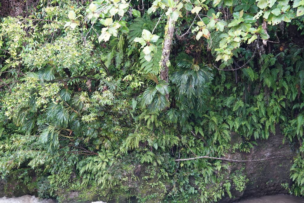 Botanical specimen of Hydriastele Simbiakii.
