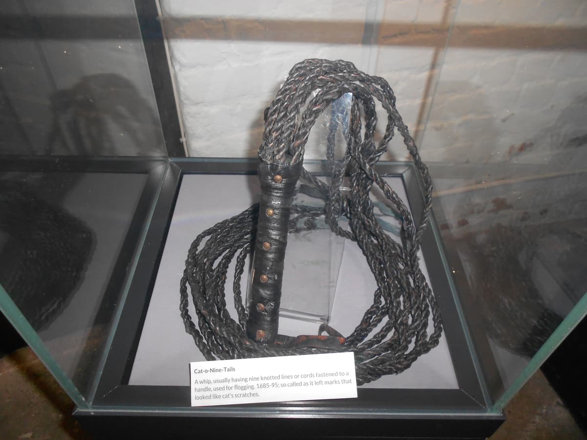 Botanical specimen of Hydriastele Wendlandiana.