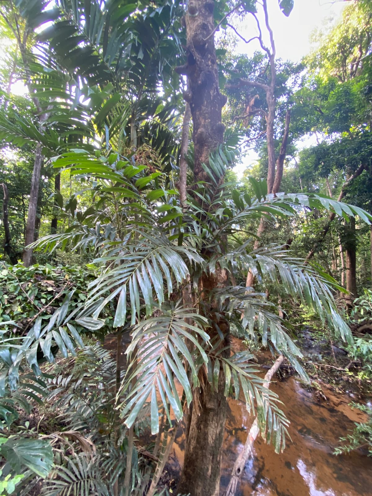 Botanical specimen of Hydriastele Wendlandiana.