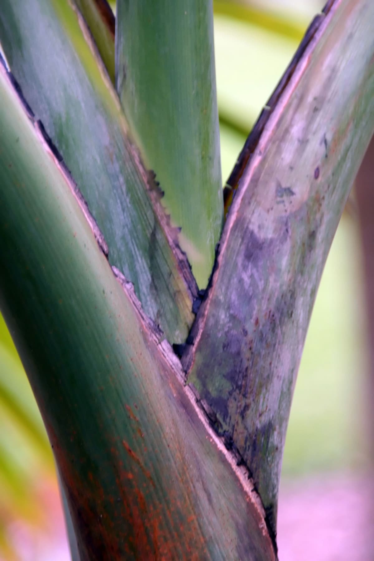 Botanical specimen of Hyophorbe Indica.