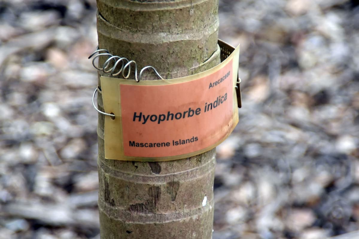 Botanical specimen of Hyophorbe Indica.