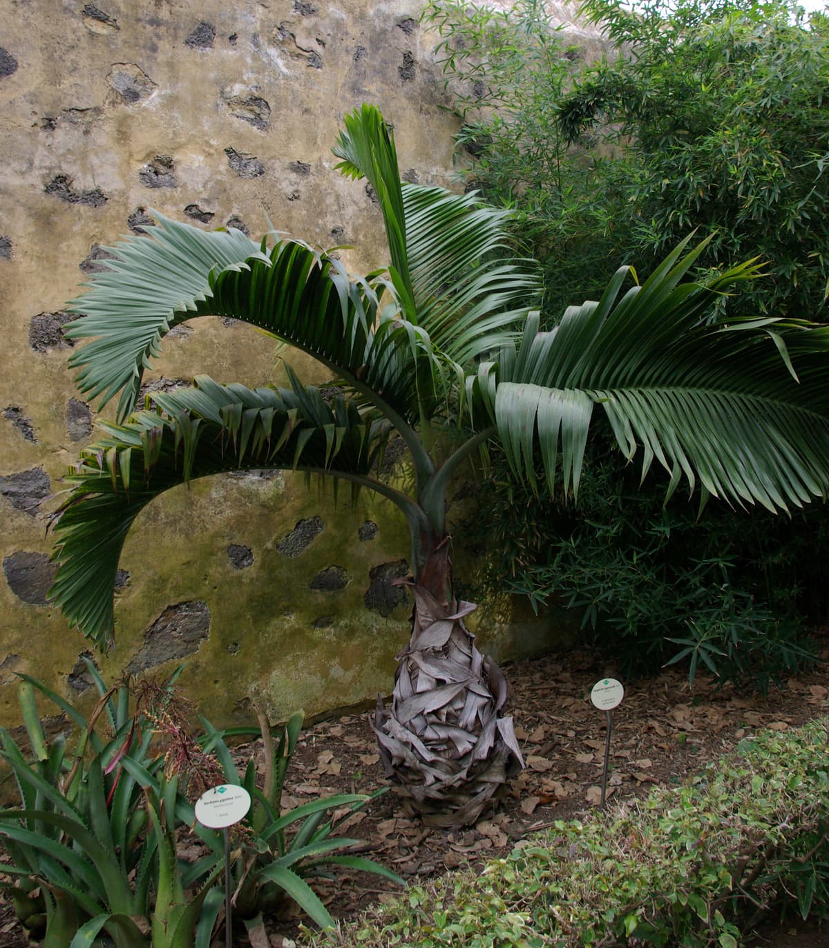 Botanical specimen of Hyophorbe Lagenicaulis.