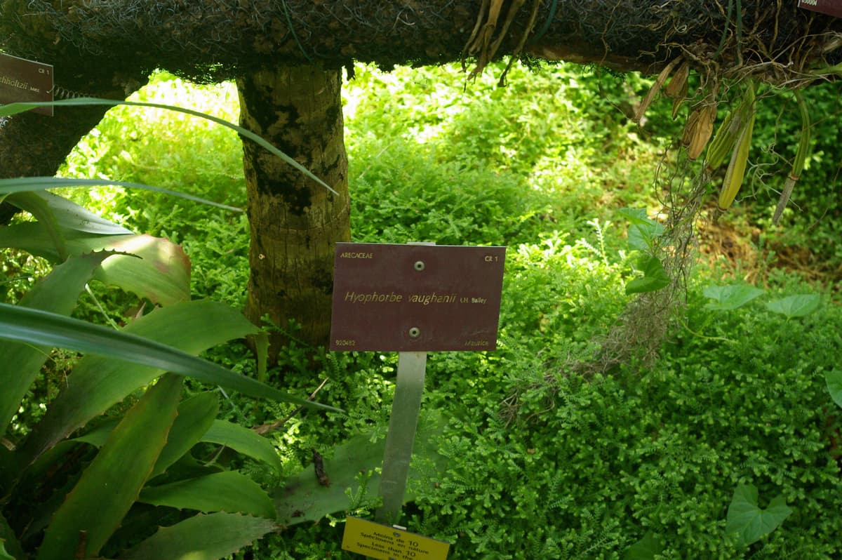 Botanical specimen of Hyophorbe Vaughanii.