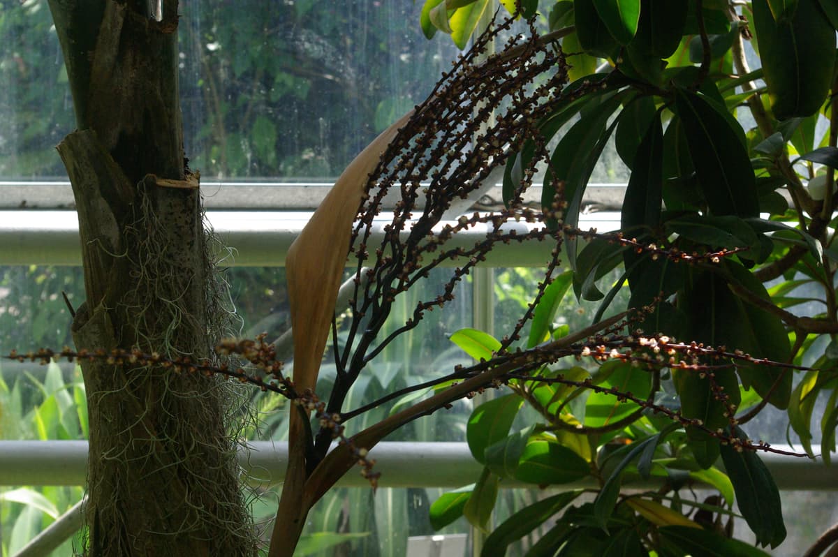 Botanical specimen of Hyophorbe Vaughanii.